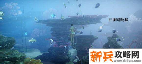 天谕手游鱼类图鉴解锁攻略
