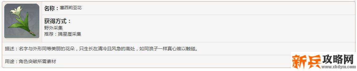 塞西莉亚花的位置